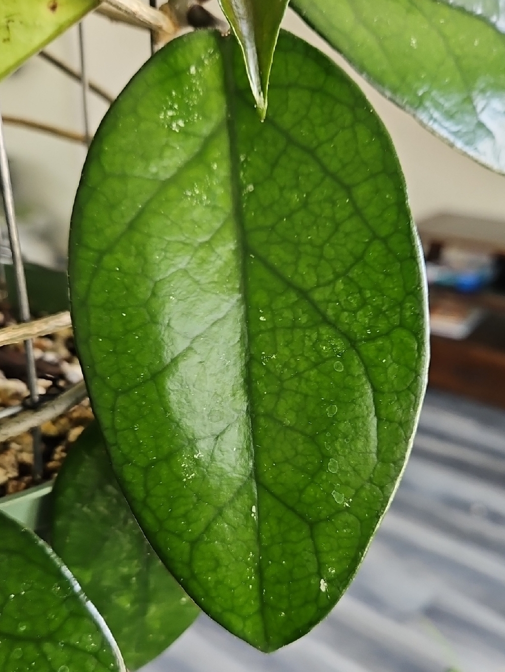 Trailing Hoya DASYANTHA Plant with Shiny Veiny Leaves, In 6in Pot Healthy Plant - Picture 4 of 7